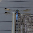 Blue Dasher dragonfly (male)