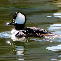 Hooded Merganser