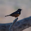 Mocking cliff chat