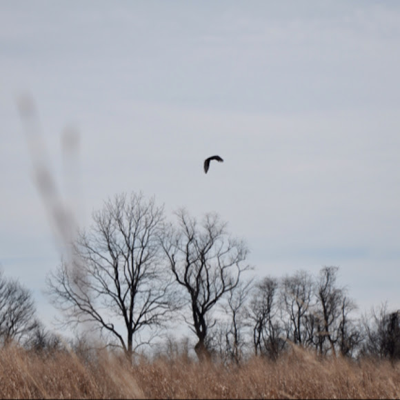 Spotting Image 1