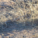 Sonoran Whipsnake