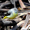 Grey Wagtail
