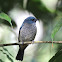 Indigo Flycatcher - Juvenille