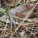 Northern Green-Striped Grasshopper
