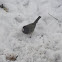 Dark Eyed Junco