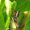 bush-cricket