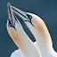by Gorazd Golob - Animals Birds