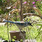 Western scrub jay
