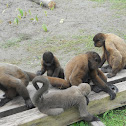 monkey