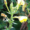 Yellow Willowherb