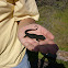 Rough-skinned Newt