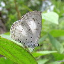 Common Hedge Blue, Lycaenidae