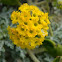 Yellow Sand Verbena
