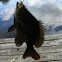 Blue gill