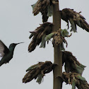 Sparkling Violetear