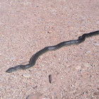Speckled Kingsnake