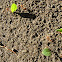 Leafcutter ants