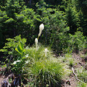 Beargrass
