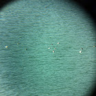 Buffleheads