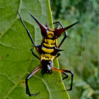 Spiny Orbweaver
