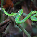 Wagler's Pit Viper