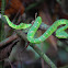 Wagler's Pit Viper