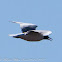 Black-headed Gull; Gaviota Reidora