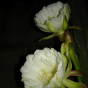 Mandacaru