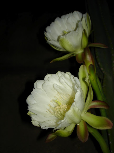 Spotting Image 1