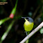 Common Tody Flycatcher