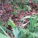 Eastern Garter Snake