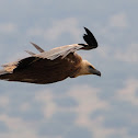 Griffon vulture, buitre leonado