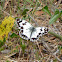 Iberian Marbled White