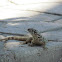 Northern Curly-tailed Lizard