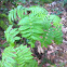 European mountain ash