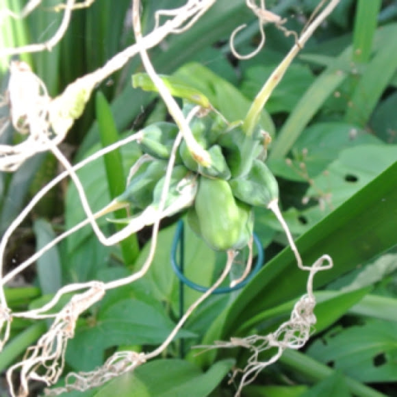 Spring Spider Lily (seed pods) Project Noah