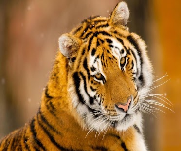 How to get Tiger Wallpapers 1.0 apk for android
