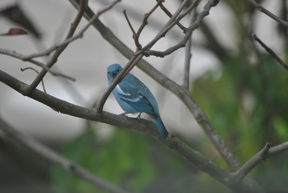 Spotting Image 1