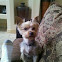 Yorki