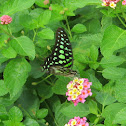 Tailed Jay
