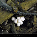 keelback 