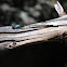 Damselfly
