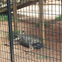 Spotted Hyena