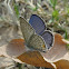Plains Cupid