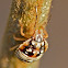 Red-shouldered stink bug (nymph)