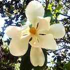 Magnolio