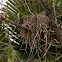 Bird Nest