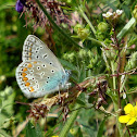 Common Blue butterfly