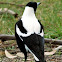 Australian Magpie 