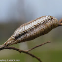 Mantid ootheca